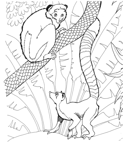 Ring Tailed Lemur In A Zoo Coloring Page